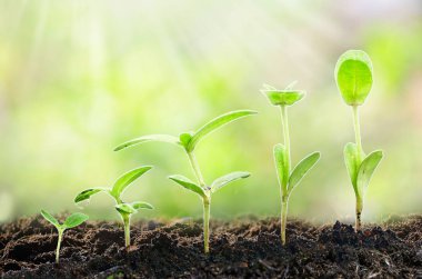 Tarım. Bitki yetiştiriyorum. Tohum ekin. Yeşillik içinde yetişen, el bakımı ve sulama genç bitkiler verimli topraklarda doğal yeşil arka planda gelişir..