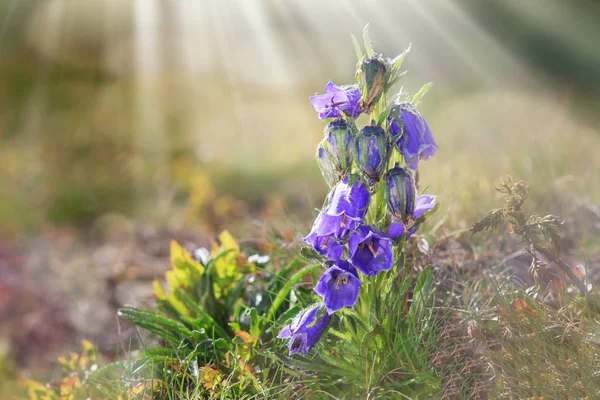 Wszystko Bluebell Kwiat Las Zdjęcie Niskiej Głębi Ostrości — Zdjęcie stockowe