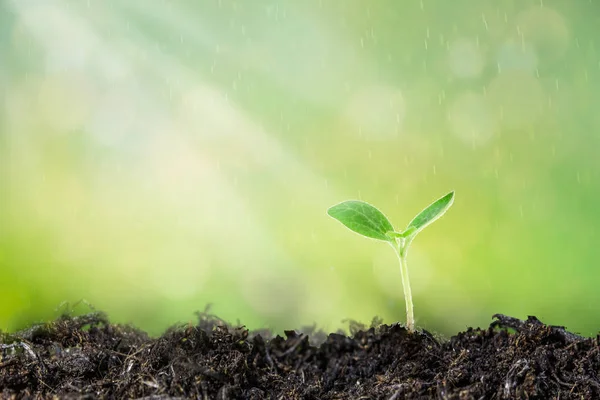 Jovem Planta Crescendo Luz Sol — Fotografia de Stock