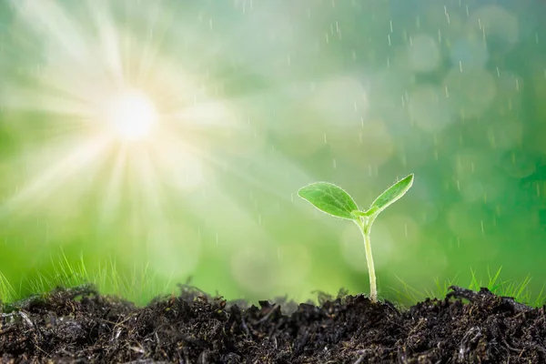 Seedling are growing in the soil with backdrop of the sunlight.Planting trees to reduce global warming