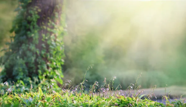 Fantasie Achtergrond Magisch Bos Prachtige Lente Landschap Lila Bomen Bloei — Stockfoto