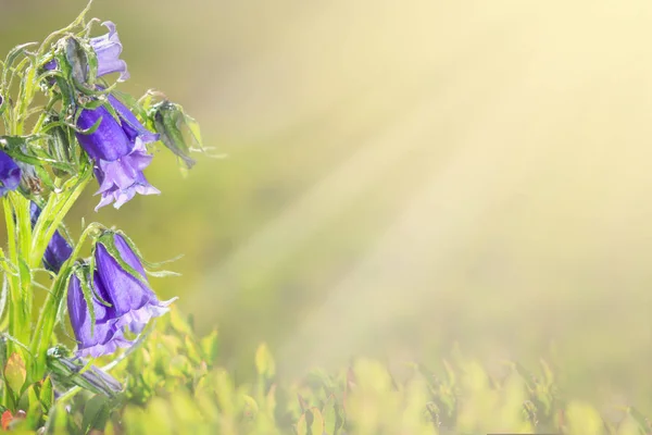Голубой Колокольчик Солнце Красивое Луговое Поле Полевыми Цветами Вблизи — стоковое фото