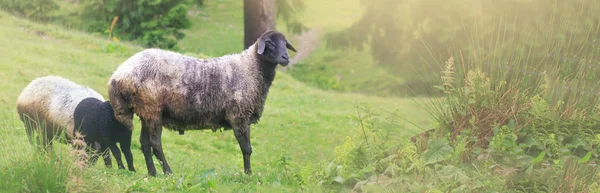 羊在美丽的风景中吃草 夏日落日温暖的阳光 — 图库照片