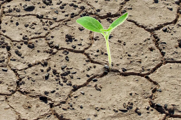 Viver Com Seca Plantas Renascer Planta Crack Chão — Fotografia de Stock