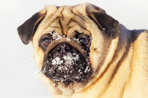 portrait of a pug close up. Dog muzzle in the snow