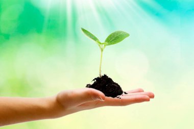 yeşil arka taraftan bitki.