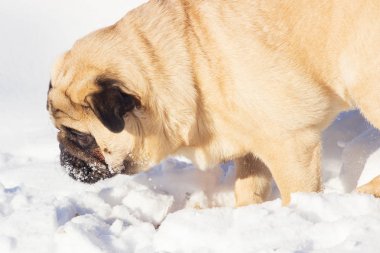 Beyaz kar Pug köpek.