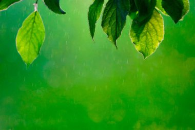 Taze yeşil ağaç yaprak çerçeve. Doğal arka plan.