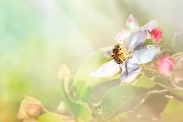 Sitzt Die Biene Auf Einer Blume Eines Blühenden Apfelbaumes Und — Stockfoto