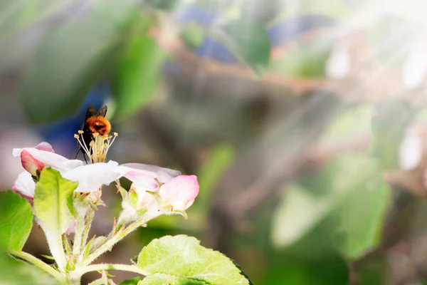 Nahaufnahme Der Honigbiene Apfelbaum Frühling Mit Weißen Blüten — Stockfoto