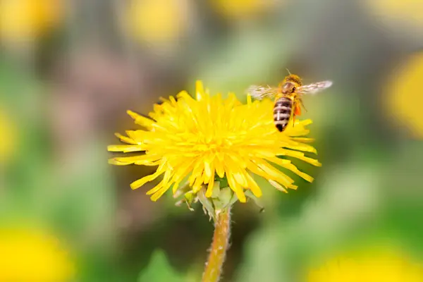 Бджола Працює Над Кульбаби Поля — стокове фото
