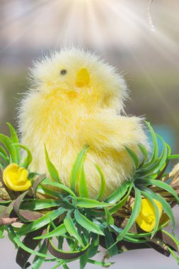 güneşli bir gün, küçük Paskalya tavuk.