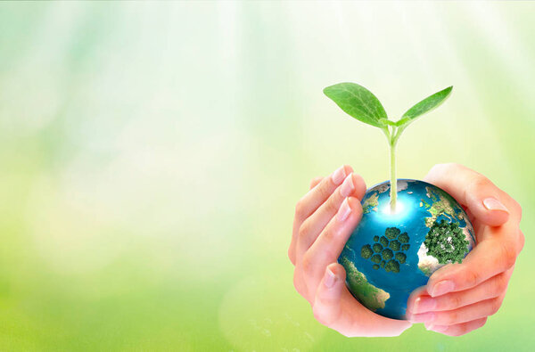 World environment day concept: human hands holding big growth tree and earth globe over green spring background