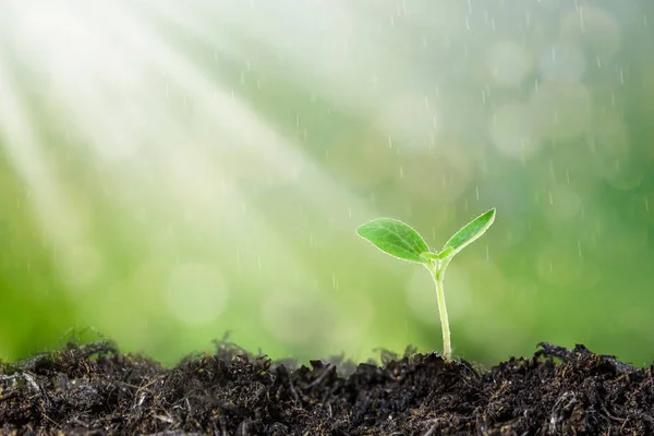 Seedling are growing in the soil with backdrop of the sunlight.Planting trees to reduce global warming