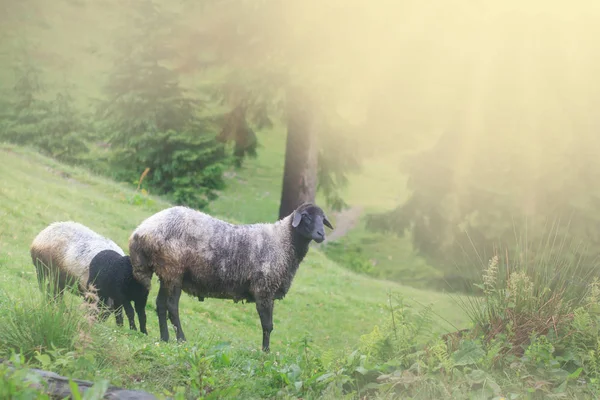 Овцы Пасутся Красивом Ландшафте Летний Закат Теплый Свет — стоковое фото