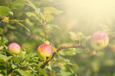 Kırmızı elma yaygındır ama yaygın olarak dünyanın her yerinden insanlar tarafından kabul edilir. Shimla, Himachal Pradesh yetiştirilen