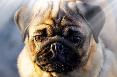 Pug köpek yüzünü kapatın. Dilini çıkarmış üzerinde şirin bir Pug köpek arka plan bulanıklık.