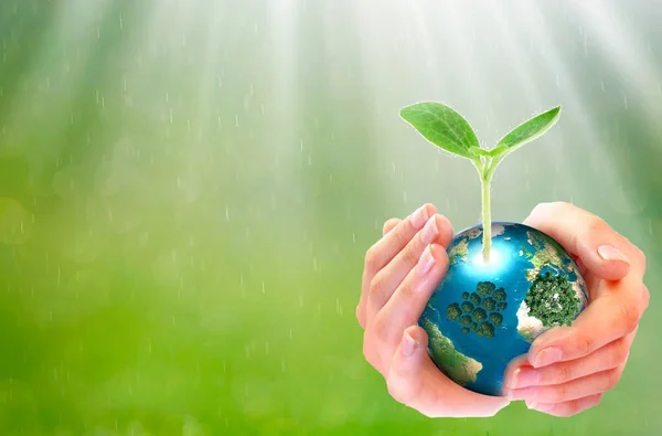 Plantación Árboles Globo Terráqueo Conservación Del Medio Ambiente Sobre Fondo — Foto de Stock