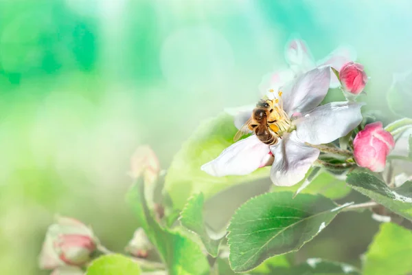 Schöne Biene Flug Und Zweig Des Blühenden Apfelbaums Frühling Bei — Stockfoto