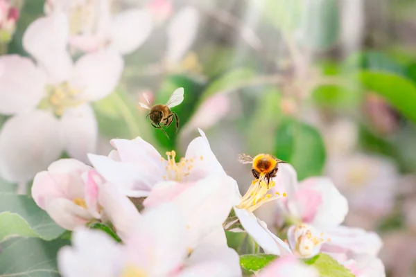 Schöne Rosa Japanische Baumblume Auf Frühlingsgrünem Feld Und Fliegende Hummel — Stockfoto