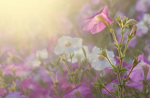 Gros Plan Fleurs Roses Japonaises Anémone Avec Peu Profondeur Champ — Photo