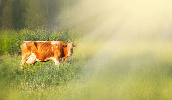 Alpejskich Krowa Krowy Często Trzymane Gospodarstwach Wsi Jest Przydatne Zwierząt — Zdjęcie stockowe