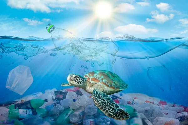 Inquinamento Plastica Nel Problema Ambientale Oceanico Tartarughe Possono Mangiare Sacchetti Fotografia Stock