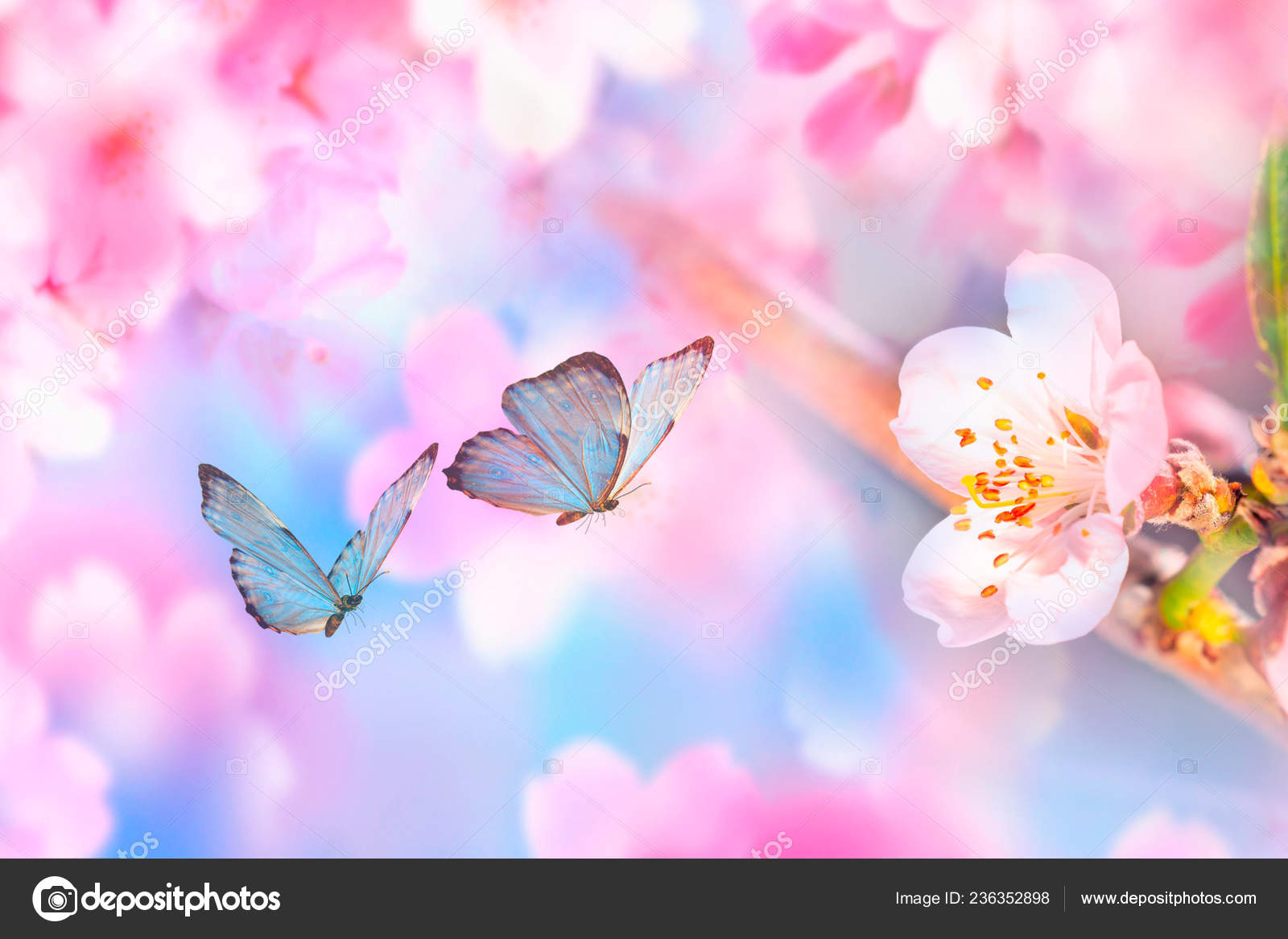 Featured image of post Steps to Prepare Flower Butterfly Cherry Blossom Nature