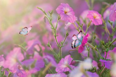 Bahar vahşi çayır yonca çiçek, mor ve altın renkleri, makro, yumuşak odak. Çiçekler güneşin kopya alanı ile kızdırma. Bahar doğa çiçek romantik sihirli sanatsal görüntü