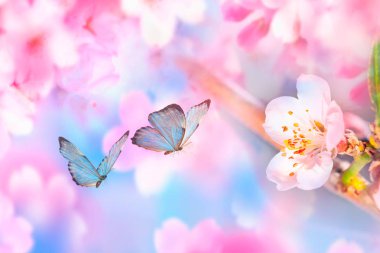 Güzel çiçek açması kiraz ve mavi kelebek mavi arka plan üzerinde gündoğumu sabah bahar dalı makro. İnanılmaz zarif sanatsal görüntü doğa bahar, sakura çiçek ve kelebek.