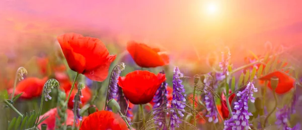 Primavera Flores Amapolas Rojas Primarias Sobre Hermoso Fondo Rosa Macro — Foto de Stock