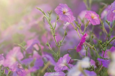 Flowerbed rengarenk petunyalar görüntü renkli Petunya tam ile