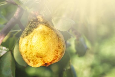 Tahta arka planda, tahta kutuda yaprakları olan taze armutlar..