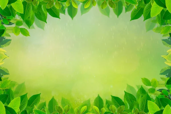 Зеленый Лист Границы Весеннем Фоне — стоковое фото