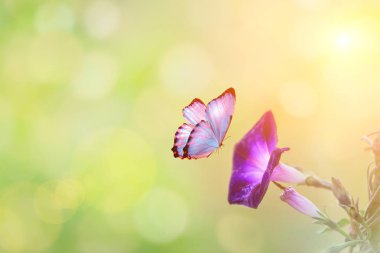 Güneş ışığı ve uçan bir kelebek bahar zemin üzerine yaz bahar alanındaki Petunya makro. Kopya alanı ile yaz doğal peyzaj.