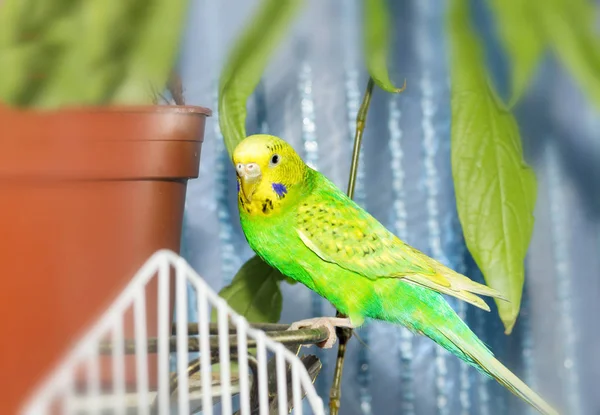 Papagaio Budgerigar Verde Fechar Senta Gaiola — Fotografia de Stock