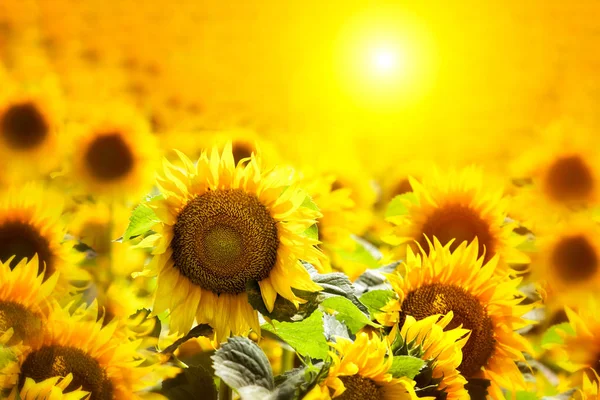 Zonnebloemvelden Tijdens Zonsondergang Prachtige Samenstelling Van Een Zonsopgang Een Veld — Stockfoto