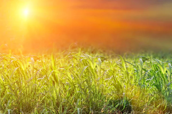 Mooie Groen Gras Weide Zonsondergang Bewolkte Hemel — Stockfoto