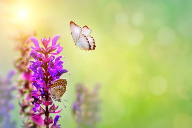 Kır çiçekleri yonca ve kelebek doğada bir çayırda