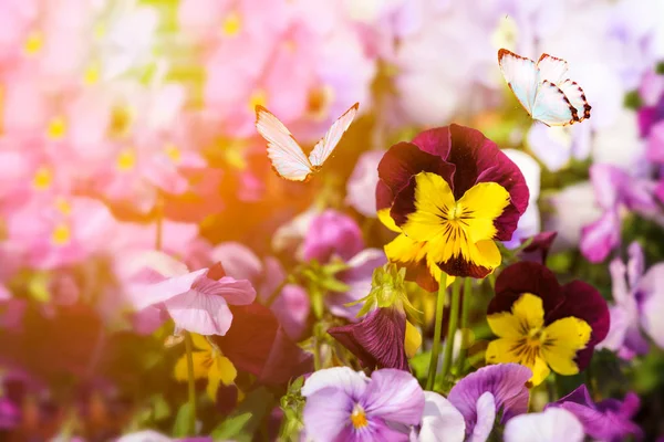 Frères Fleurs Les Yeux Pâteux Fleurit Papillon Fonds Printanier — Photo