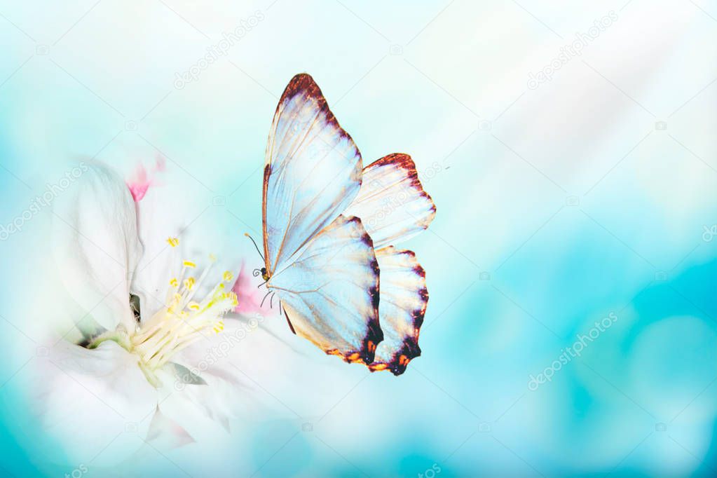 Beautiful spring background with butterfly and flower.
