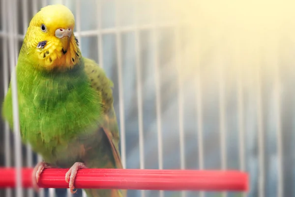 Wavy Parrot Sits Cage — Stock Photo, Image