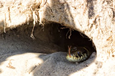 Hole in the ground. Snake - Burmese Python Python molurus bivittatus . clipart