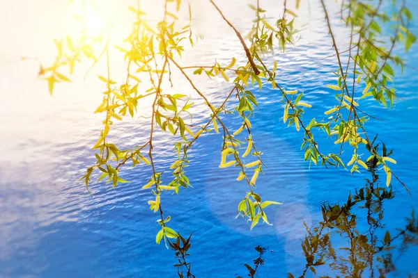 green leaves reflecting in the water, shallow focus