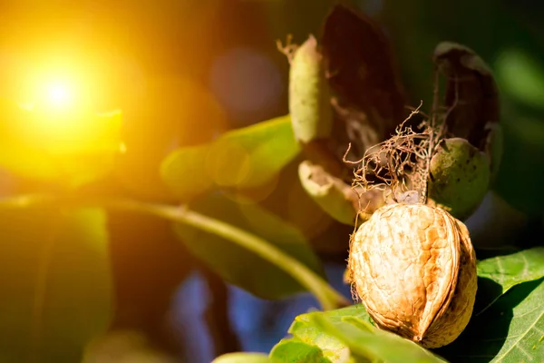 Young walnuts on the tree at sunset. Tree of walnuts. Green leaves background.