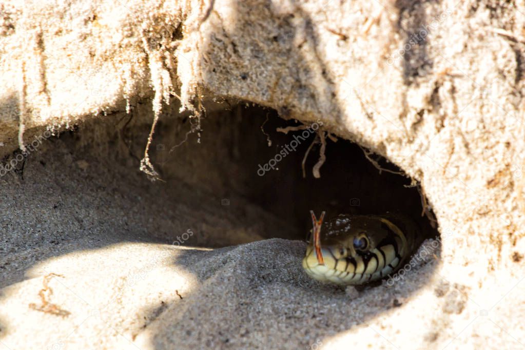 Hole in the ground. Snake - Burmese Python Python molurus bivittatus .