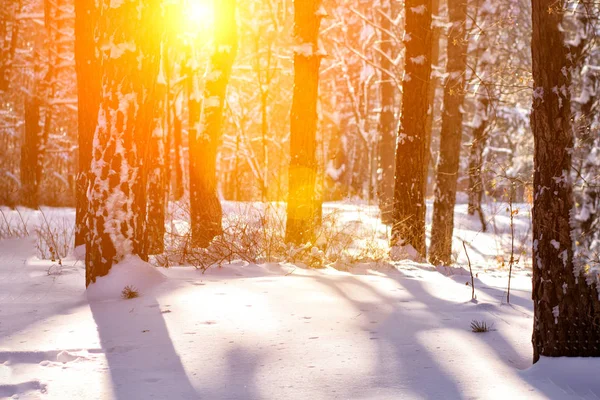 Ağaçların Arasında Günbatımı Kış Döneminde Süzülür — Stok fotoğraf
