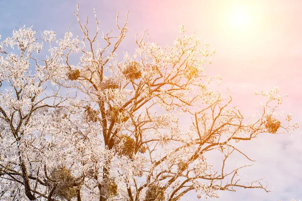 Tramonto Sullo Sfondo Della Natura Invernale — Foto Stock