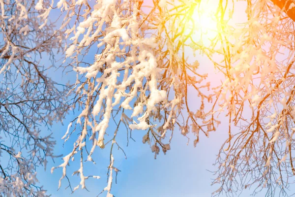 冬季自然景观在寒冷清澈的早晨 在阳光下被雪覆盖的冰湖岸边惊人的雪树 美妙的冬季场景 平静的一月 12月树枝上的霜冻 — 图库照片