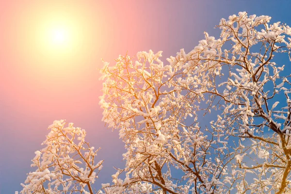 Sunset Background Winter Nature — Stock Photo, Image